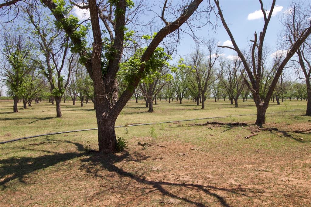 The best time to plant a tree was 25 years ago, the next best time is today.  The pecan orchard has a great mix of both mature, producing pecan trees and an expansive new planting.