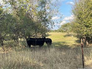 TBD County Road 474, Tract 4, Stockdale, TX 78160