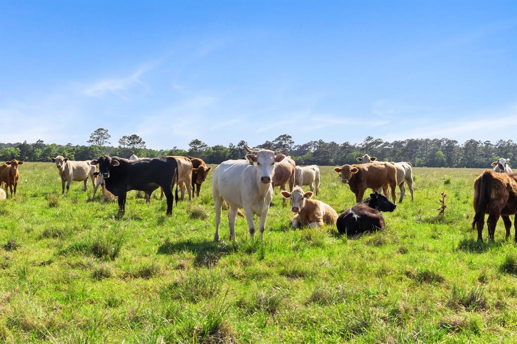 The current owners run a small herd of cattle on the front pasture.