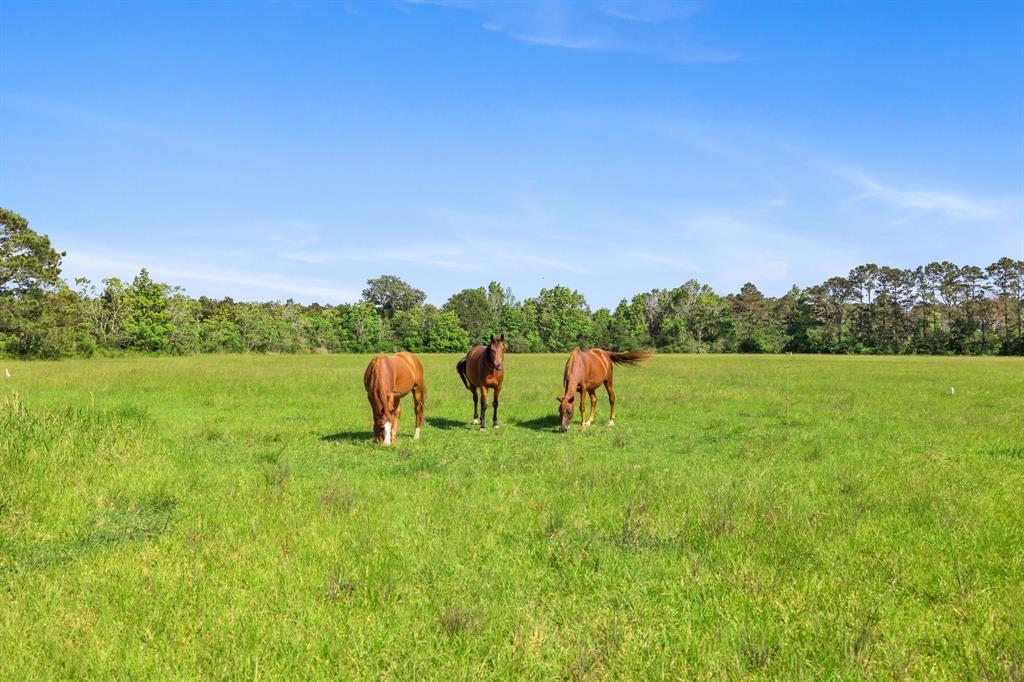 Improved pastures are enjoyed by the resident horses.