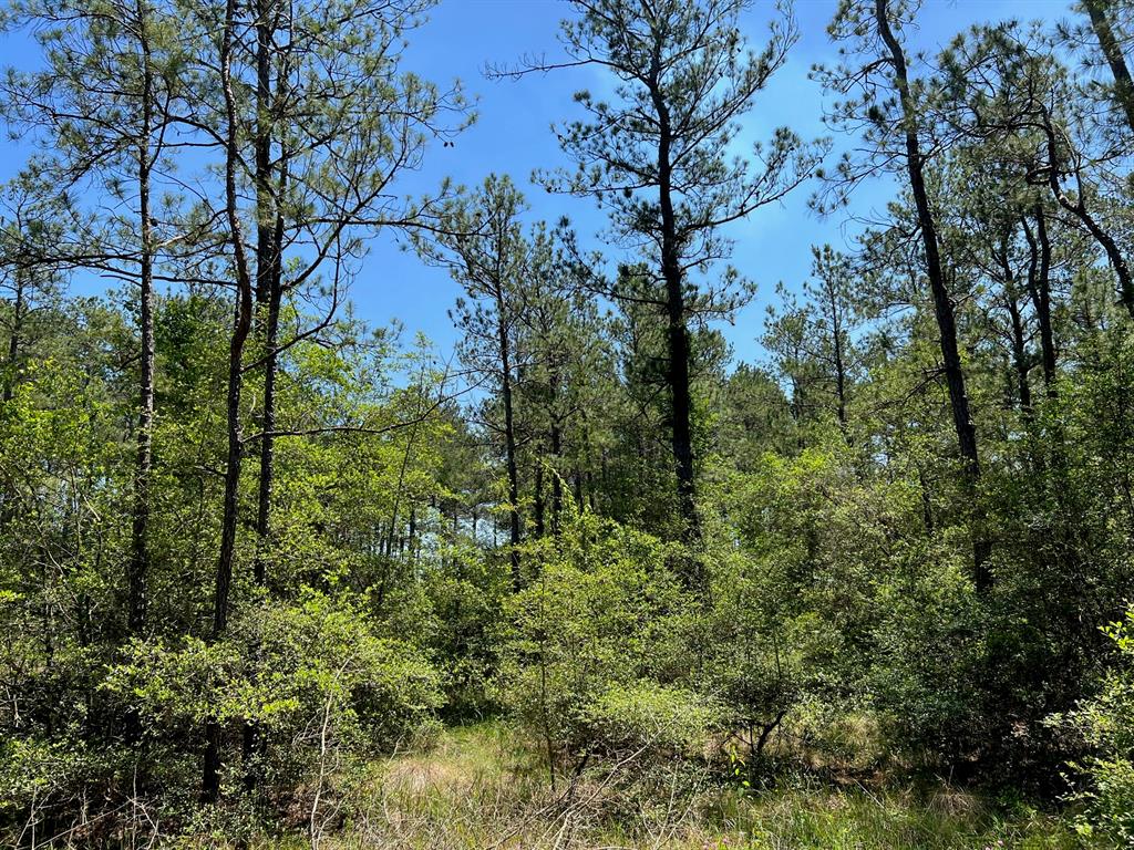 Location, Location, Location! This prime piece of property in Grimes County that sits on the edge of Montgomery County is a highly potential development site and is a rare find.  With 1350 feet of road frontage on FM 1774, about 4.5 miles from FM 1488 in Magnolia, just minutes away from Houston, Conroe and The Woodlands and near by is a Development company that is building a 5,700-acre master-planned community that is close to the city famous for Texas Renaissance Festival, an annual nine-week event bringing 600K+ visitors with easy access to all surrounding roadways including the Aggie Expressway (SH 249). 

Electric and well water is already established.  Perfect location for any industrial or manufacturing businesses.  Currently has a Timber Exempt with low property taxes which makes it ideal for any investment.