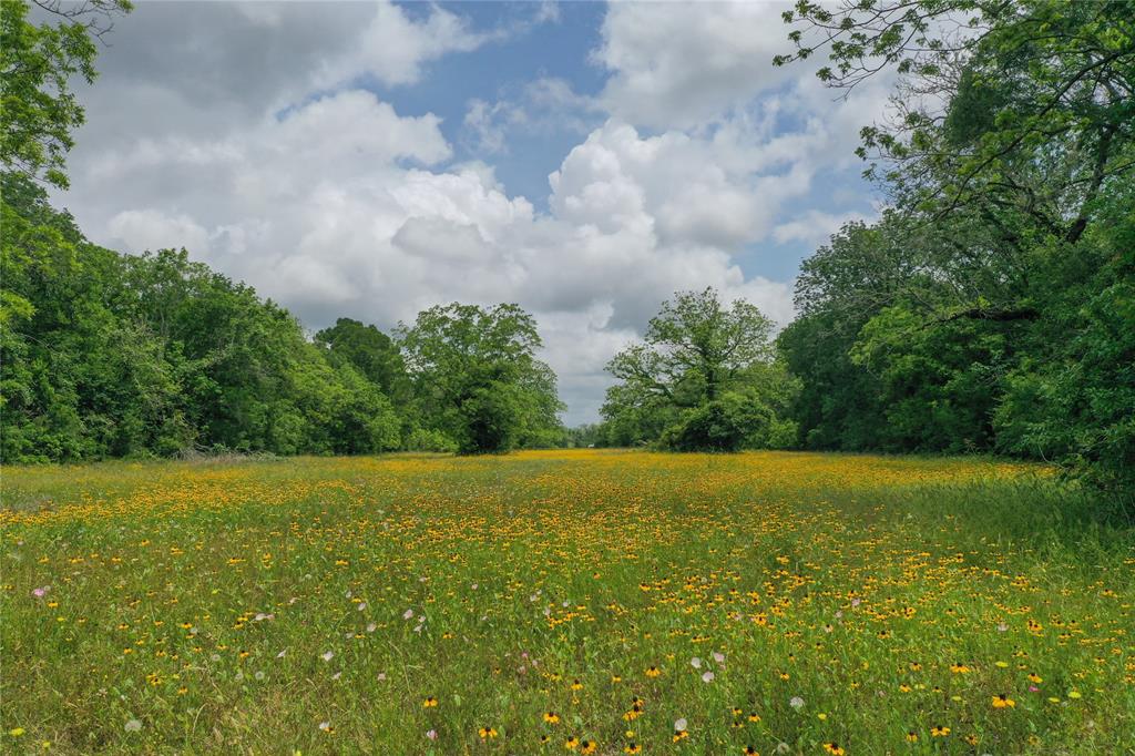 Come check out this beauty located on a dead end road just minutes from Hwy 59. This wildlife filled property is mostly wooded with pecan, oak, and elm trees. So close to 59 and the town of Wharton but far enough out where the only noise you hear are the birds singing! This is the country homesite you have been waiting for!!!