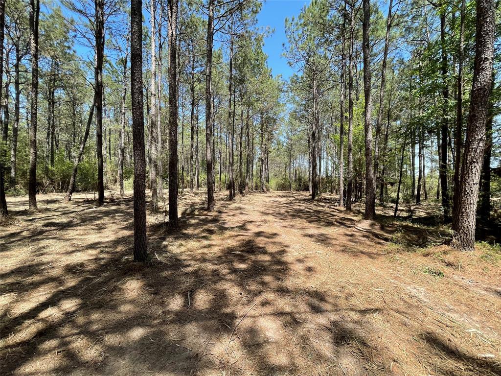 15899 Wood Grove Way, Willis 15899 Wood Grove Way Willis Texas 77378, 19