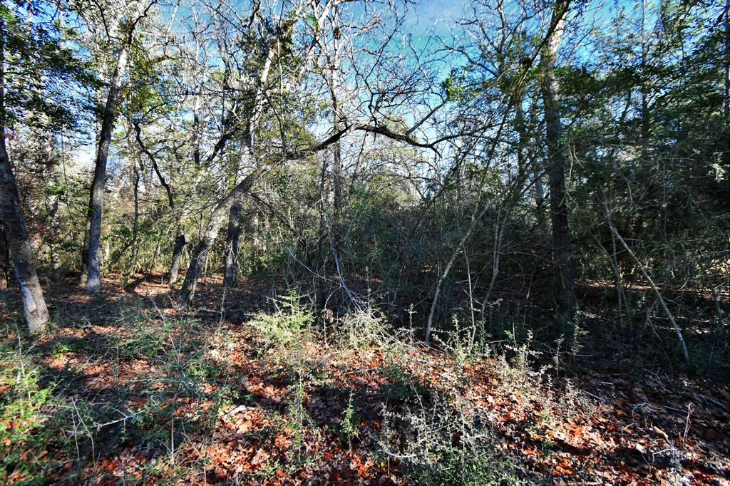 TR 35 Three Lakes Ranch  , Centerville, Texas image 38