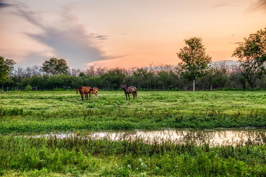 Your favorite horses are waiting for their dream home.