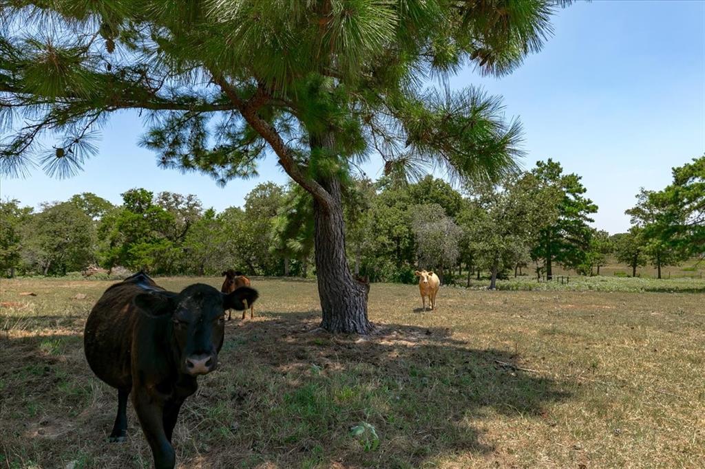 pasture area