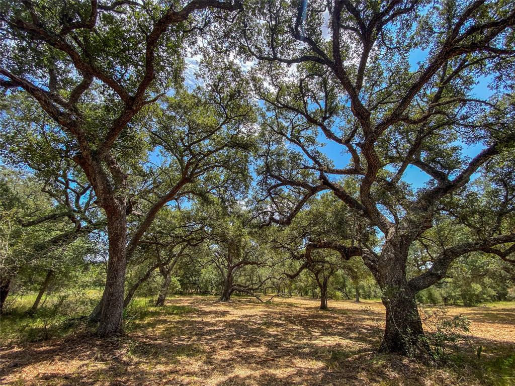 LIVE OAK OASIS!!!! Come take a look at this absolutely beautiful fully wooded property located just outside Bay City and Van Vleck! Looking for your one of a kind drop dead gorgeous homesite?? This really is it. Build your custom dream home and enjoy scenic views in your own back yard. The property backs up to Pierce Ranch known to produce monster white tail deer. This tract has so much to offer. Come take a look and you will fall in love.
