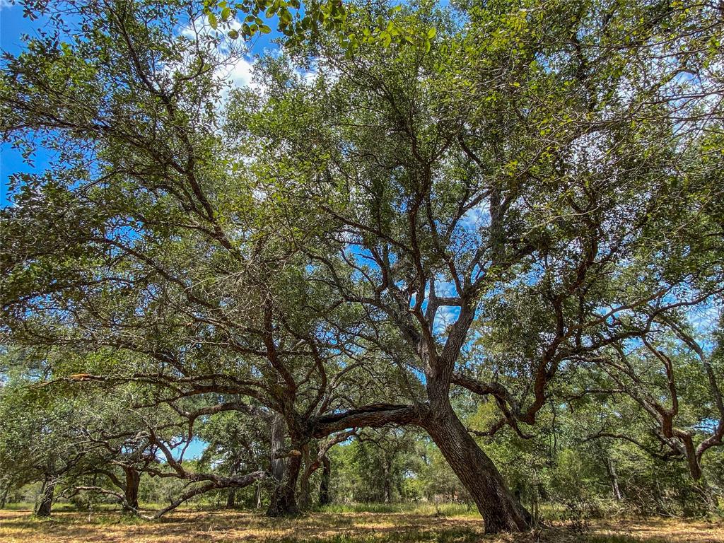 000 Fm 3156  , Van Vleck, Texas image 11