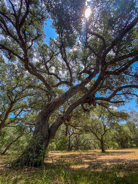 000 Fm 3156  , Van Vleck, Texas image 23