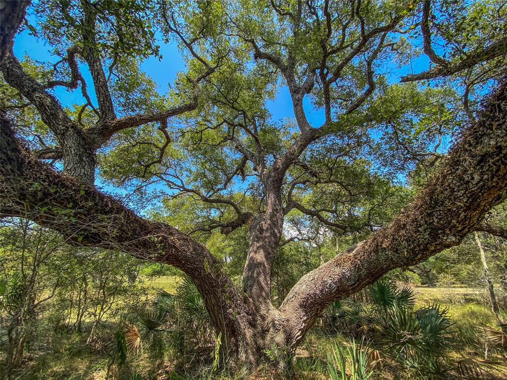 000 Fm 3156  , Van Vleck, Texas image 33