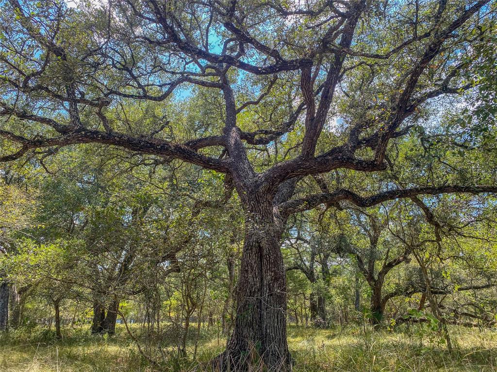 000 Fm 3156  , Van Vleck, Texas image 35