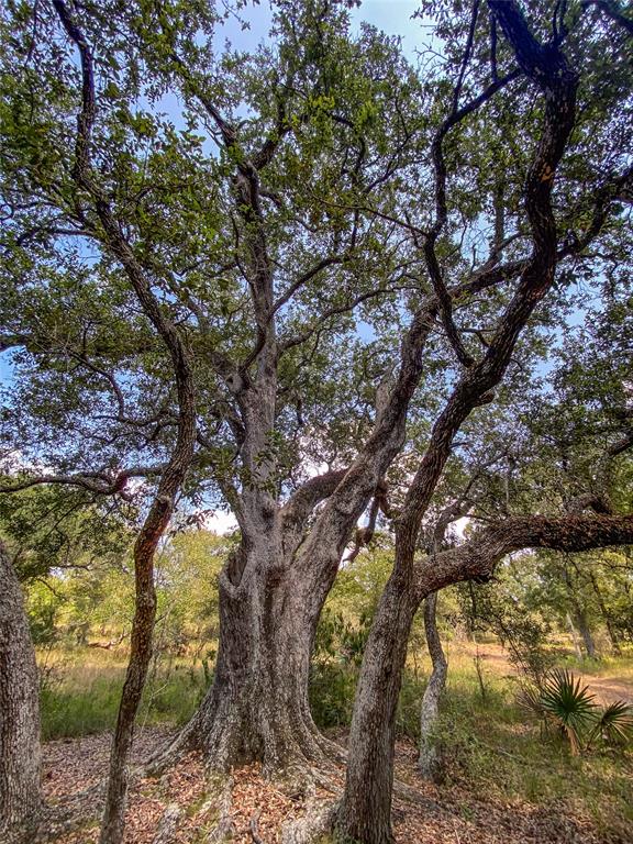 000 Fm 3156  , Van Vleck, Texas image 38