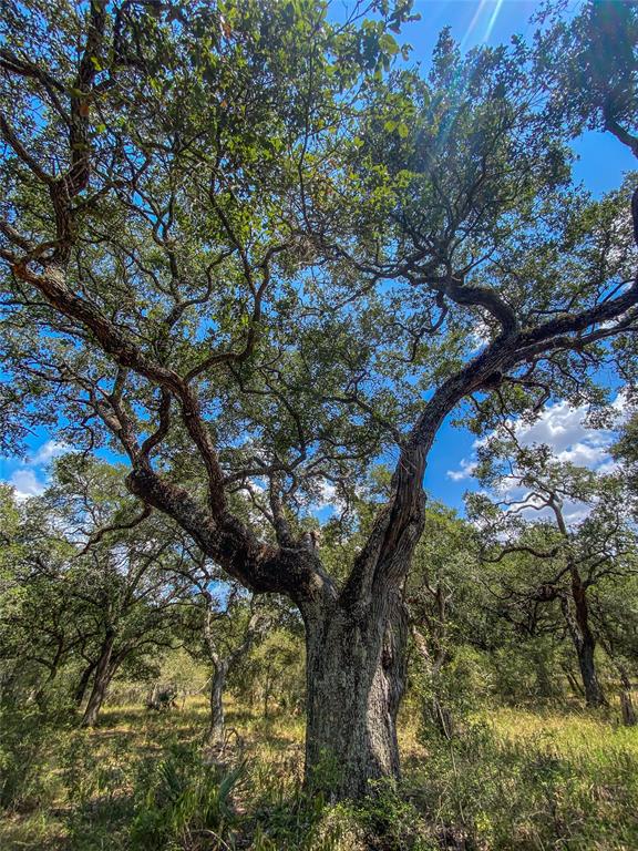 000 Fm 3156  , Van Vleck, Texas image 40