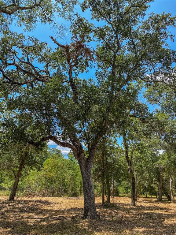 000 Fm 3156  , Van Vleck, Texas image 5