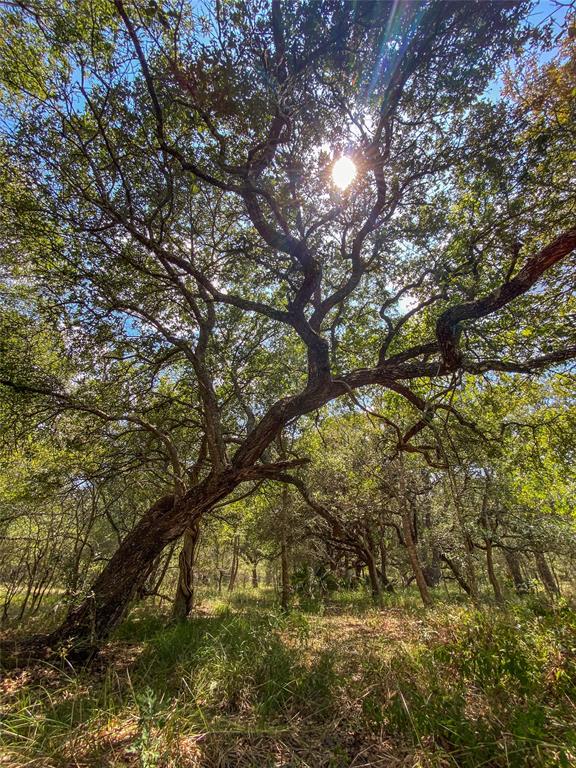 000 Fm 3156  , Van Vleck, Texas image 41