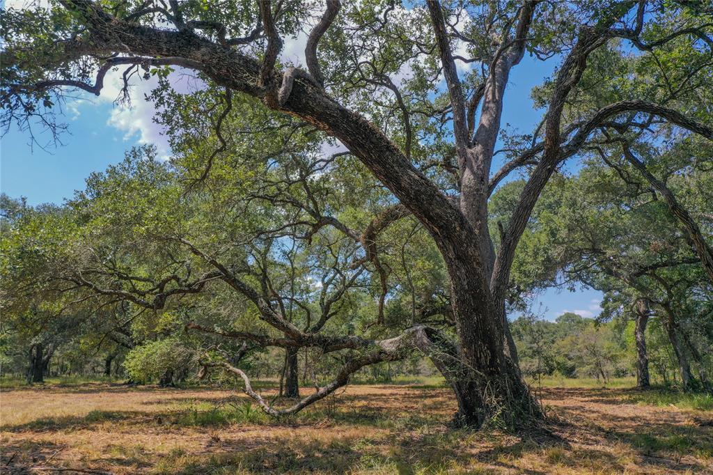 000 Fm 3156  , Van Vleck, Texas image 50