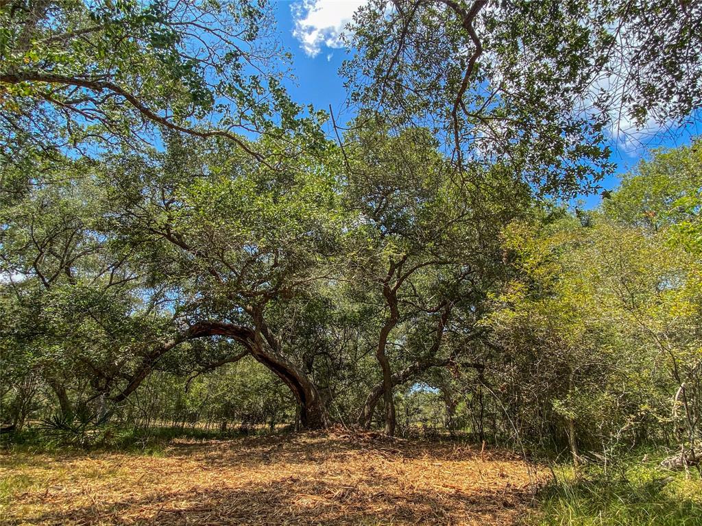 000 Fm 3156  , Van Vleck, Texas image 9