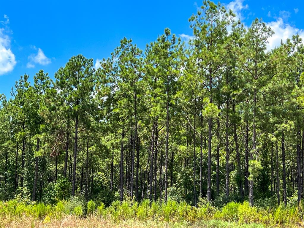 00 County Road 1325  , Warren, Texas image 11