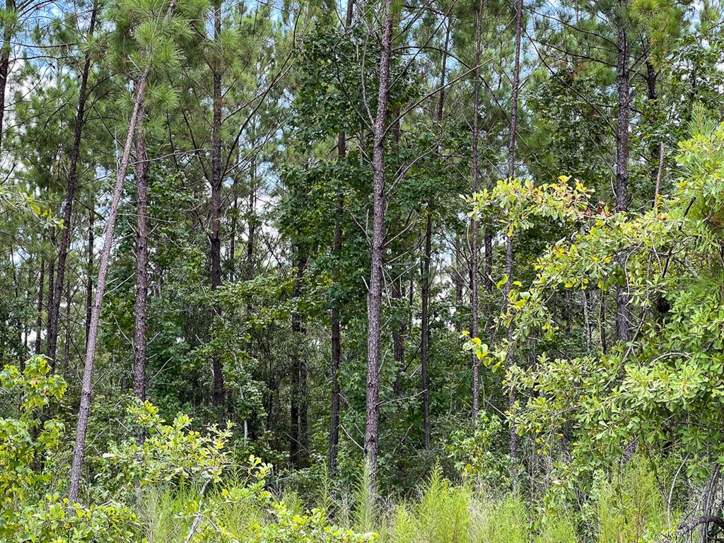 00 County Road 1325  , Warren, Texas image 9