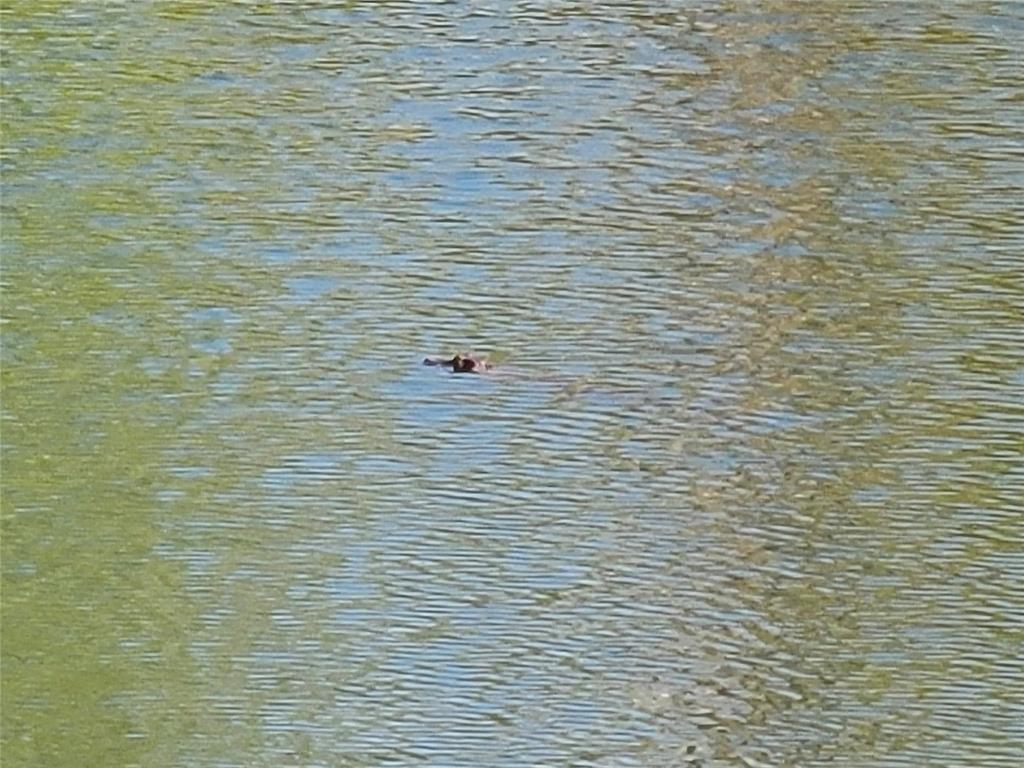 Small Alligator in the lake