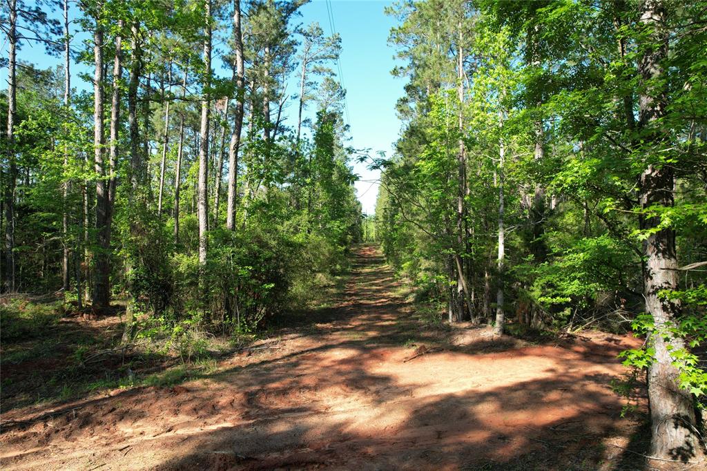Come see this 97-acre timber tract in the Latexo community! Whether you are looking for a hunting tract, investment, or both, look no further! Minutes from Crockett, this tract of land has large mature pines and a great road system for easy navigating. This property offers excellent hunting and the owner reports an abundance of whitetail deer. For your private showing, give us a call today! **ADDITIONAL ACREAGE AVAILABLE!**