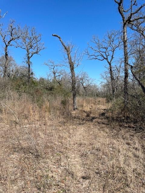 TBD County Road 317  , Centerville, Texas image 7