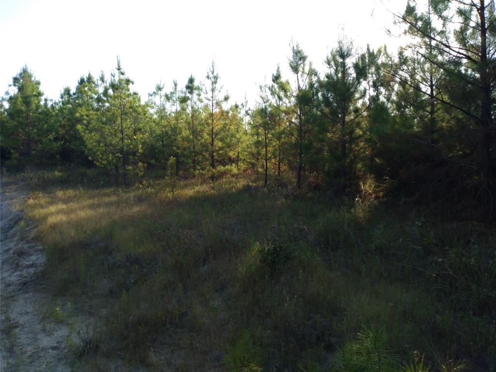 Pine plantation, ATV trail to right