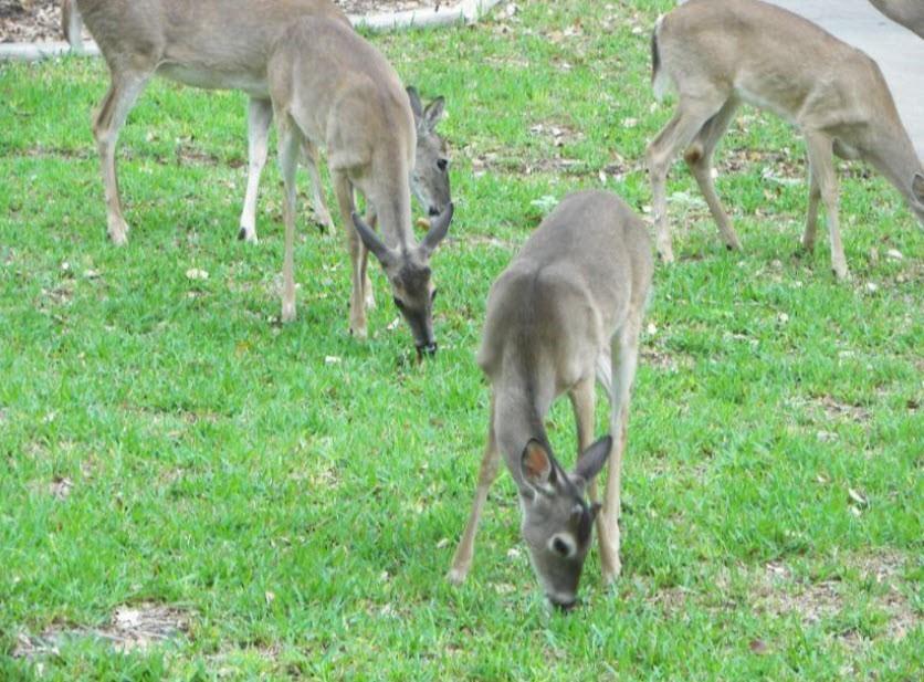 Reserved lands invite wildlife like Deers