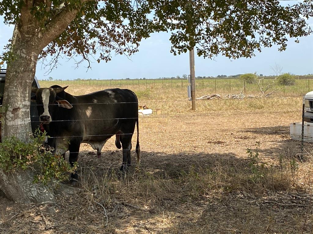 Neighbors property and cows nearby