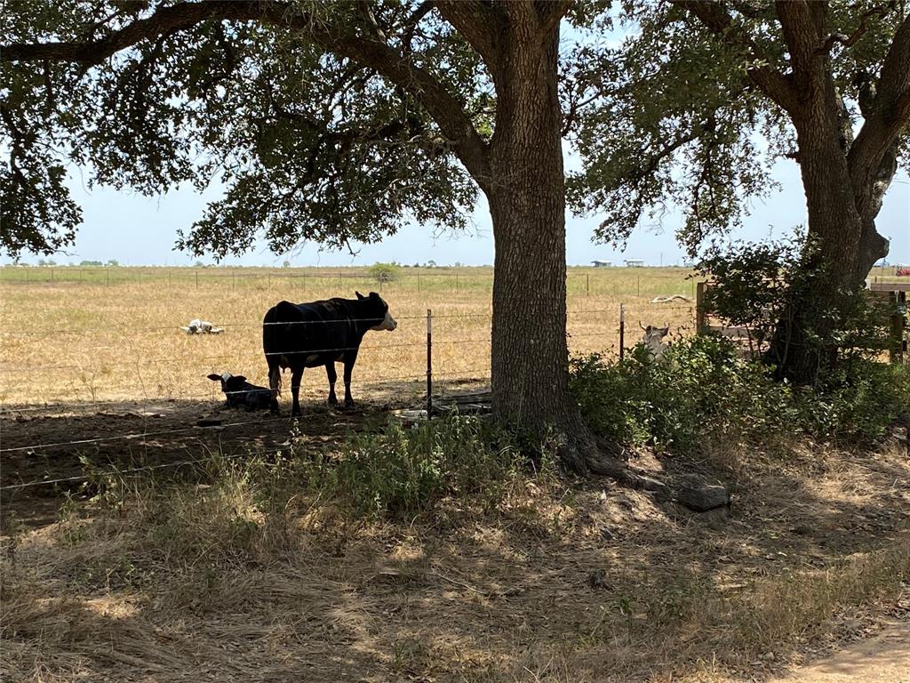 actual neighbor\'s cattle...