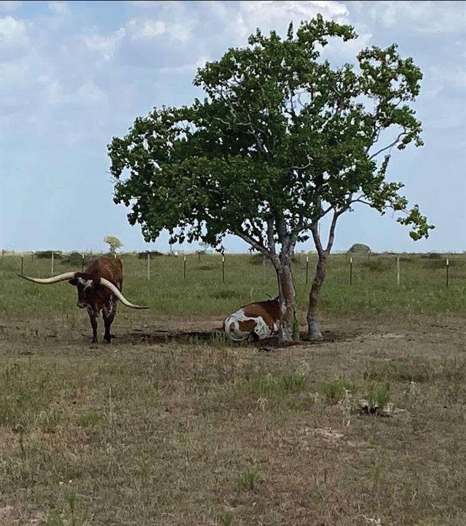 Neighbors Cattle...