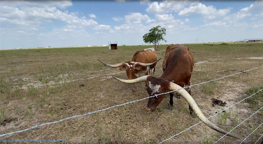 8 foot horns & growing! These could be your neighbors:)