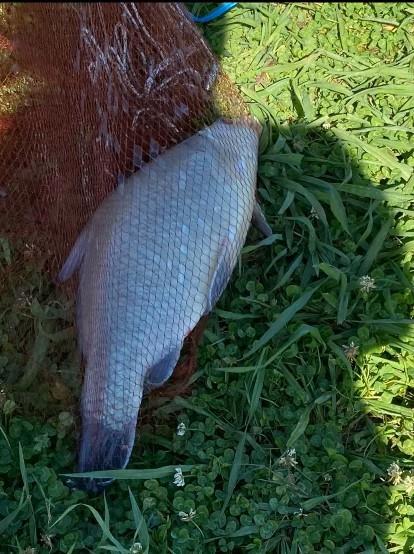 Fish caught at the Holiday Shores Marina