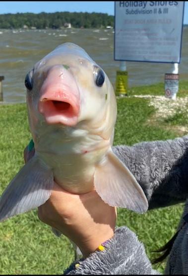 Great Fishing at the Holiday Shores Marina