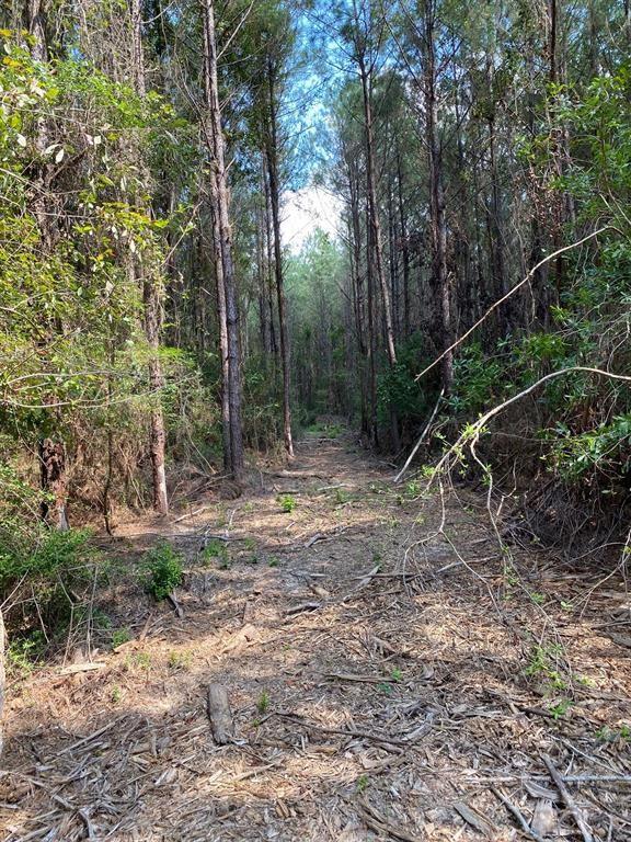 Bragg Road , Kountze, Texas image 4