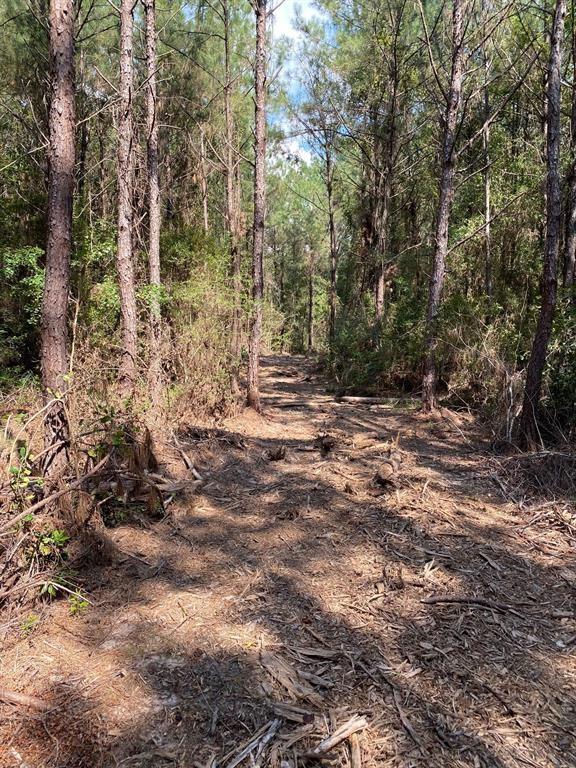 Bragg Road , Kountze, Texas image 5