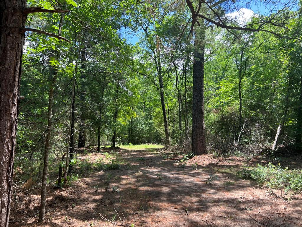 20 AC County Rd 770  , Buffalo, Texas image 8