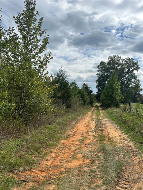 AB 77 Co Rd 1675  , Grapeland, Texas image 5