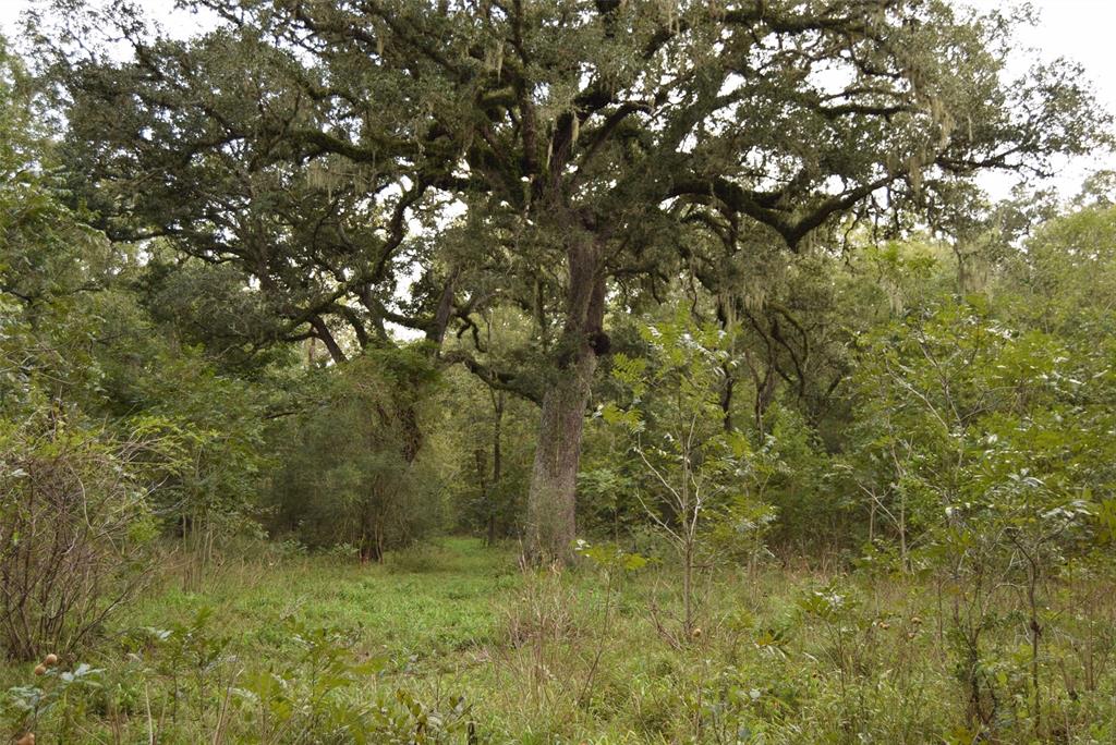 Gorgeous Oak Trees are everywhere.