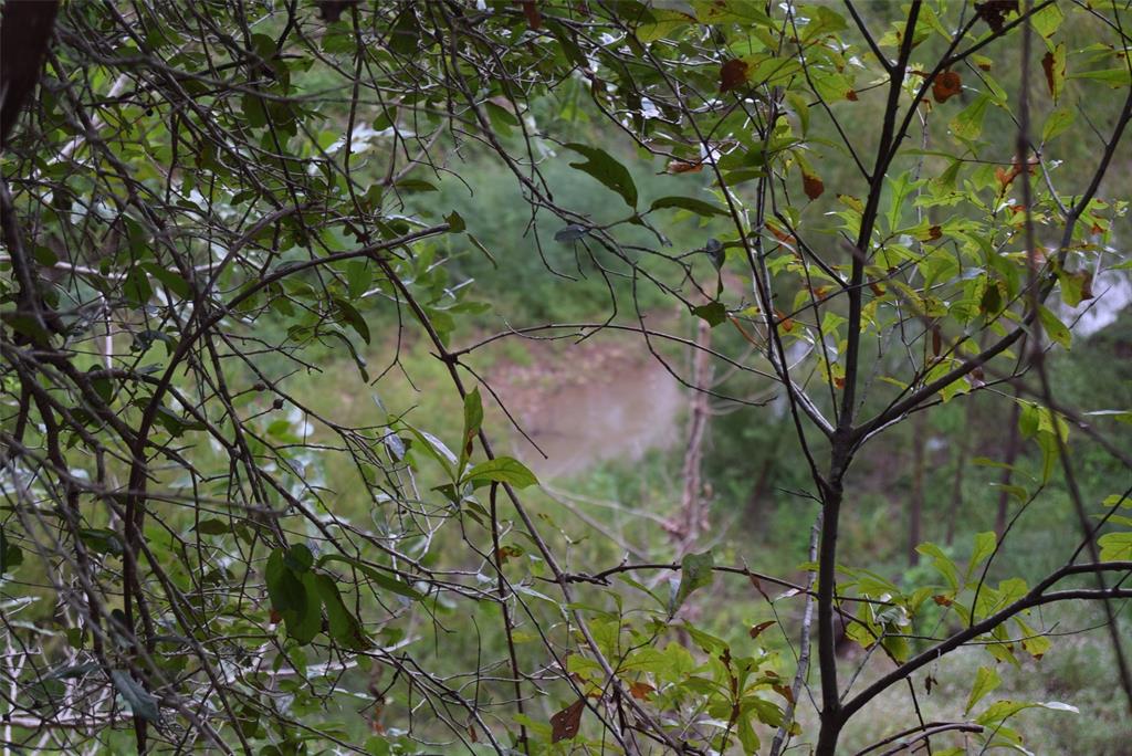 Big Creek runs through Brazos Bend State Park and confluences with the Brazos River about 200 yards to the right of this photo.