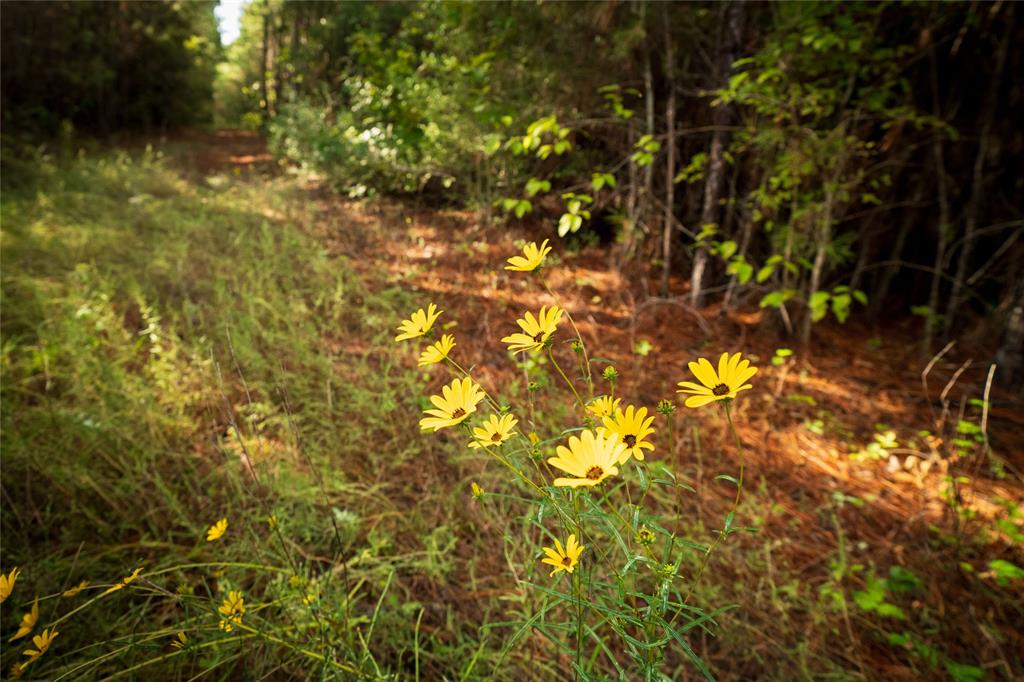 TBD Robert Jones Rd  , Huntington, Texas image 16