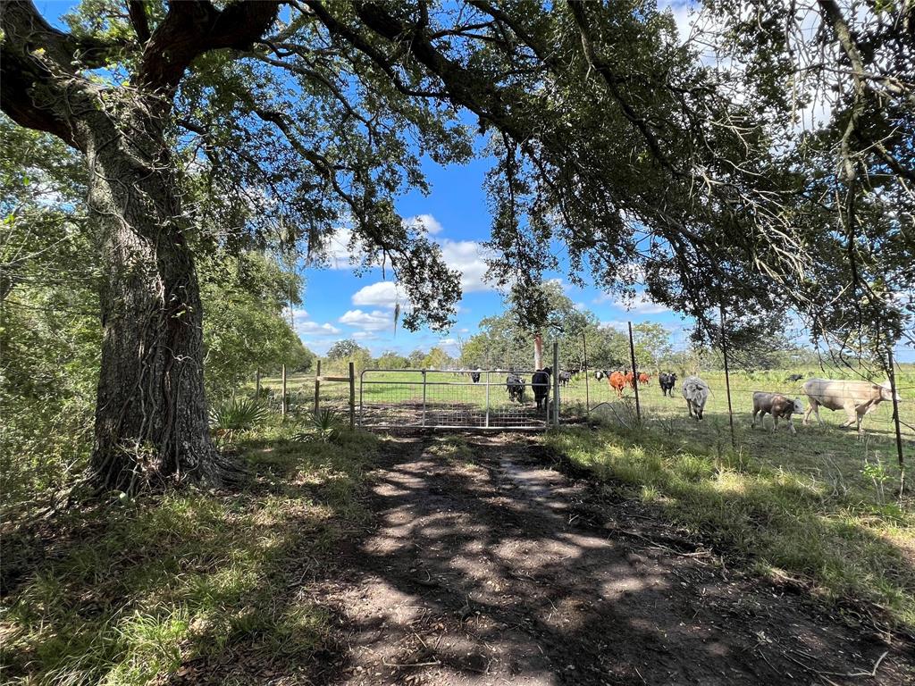 365+/- acres near Sweeny, TX. Much of the property is open pasture with scattered oaks and features over a mile of Little Linnville Bayou frontage. Currently leased for cattle. The majority of the perimeter has high game fencing in place, however, the ranch is not currently stocked with exotics or improved genetics. Native whitetail and wild hogs are prevalent. Over the years, the owners have hosted numerous youth hunts. Per FEMA, the entire property is in the 100 year floodplain. In the middle of the pasture, an area of approximately 20 acres has been raised to allow livestock higher elevations. The close proximity to P66/Chevron makes this location attractive for industrial purposes or recreation. Small house and barn are on site, condition unknown. Electricity runs halfway up the bayou frontage to the house/barn. Call today!