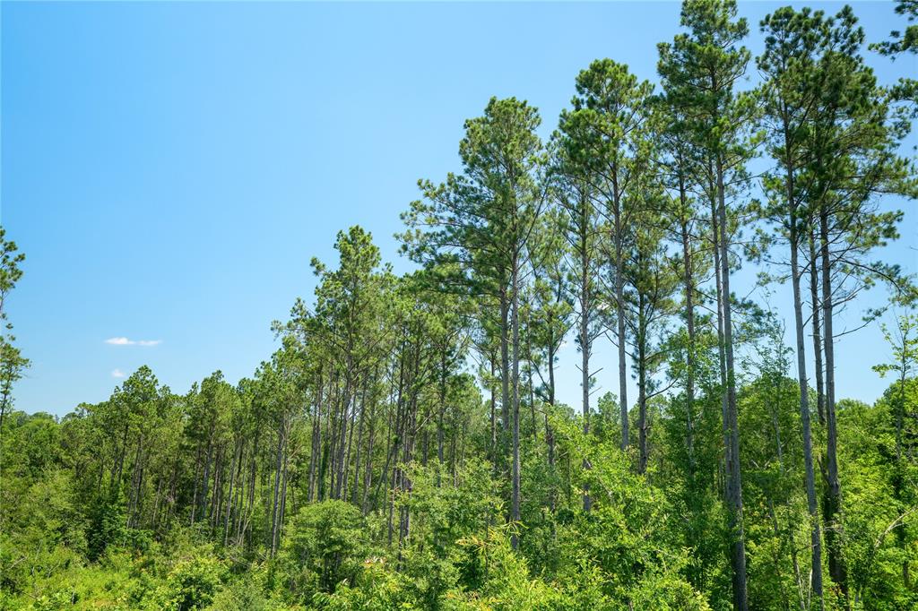 TBD Fm 3055  , Mount Enterprise, Texas image 16