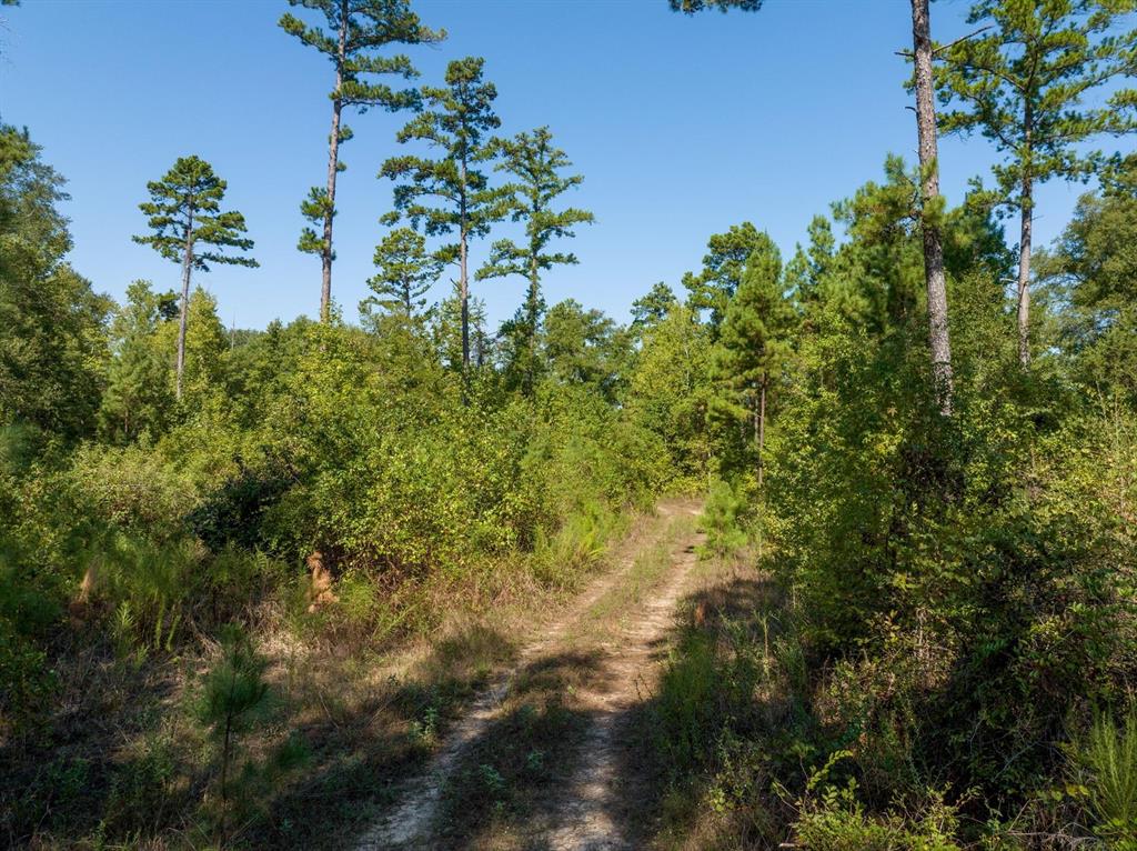 TBD County Rd 3163  , Laneville, Texas image 11