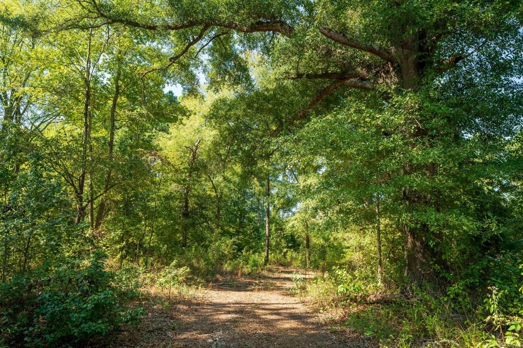 TBD County Rd 3163  , Laneville, Texas image 24