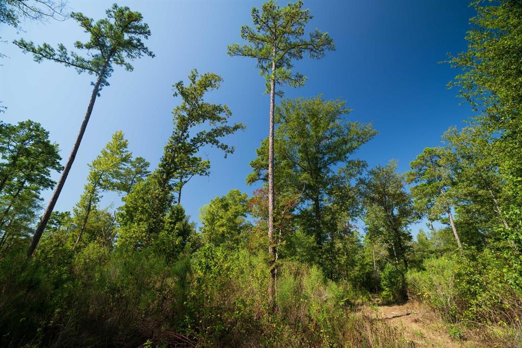 TBD County Rd 3163  , Laneville, Texas image 26