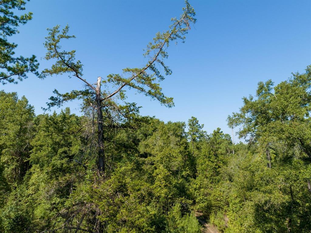 TBD County Rd 3163  , Laneville, Texas image 30