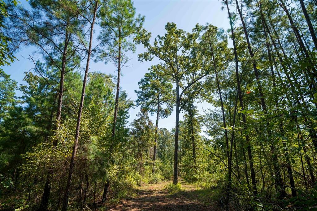 TBD County Rd 3163  , Laneville, Texas image 31