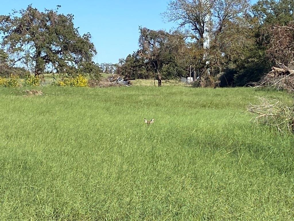 6394 W County Road 315  , Buffalo, Texas image 13