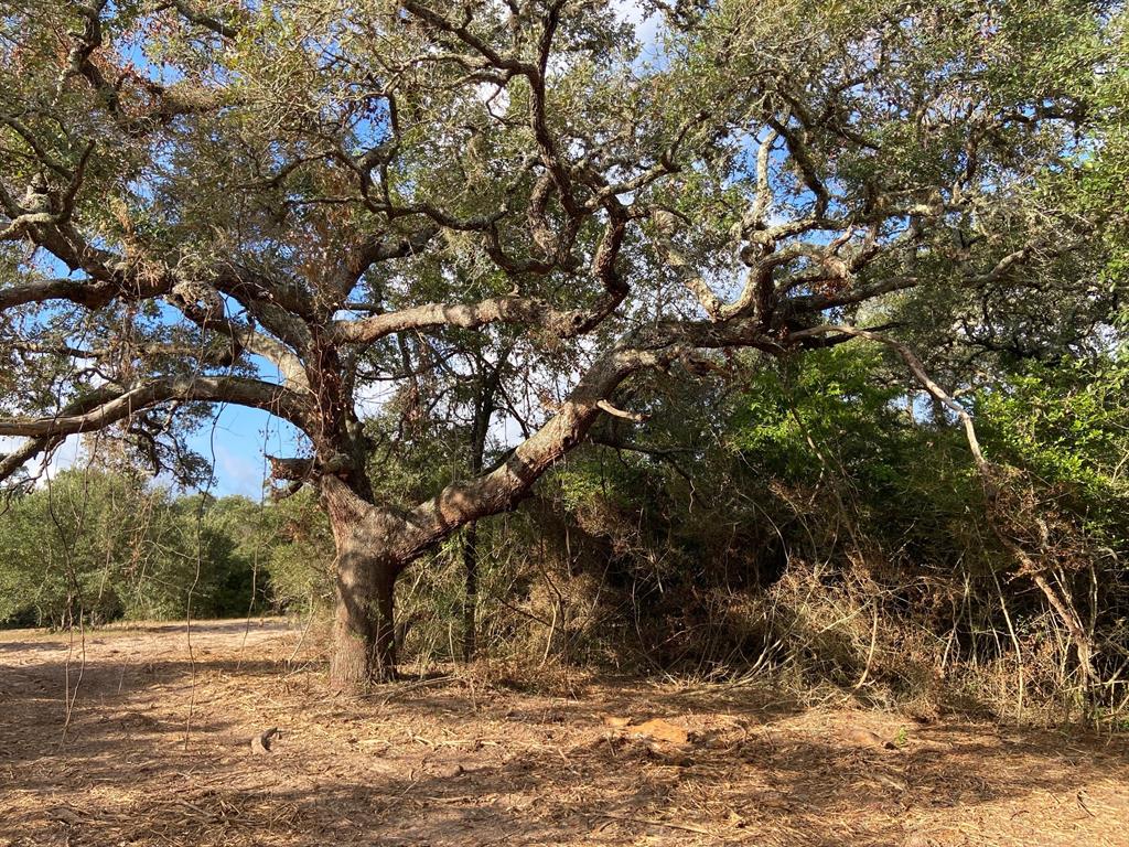 Approximately 11 acres to enjoy peace and tranquility with mature live oaks, a wildlife haven, wooded and private.  Situated on a paved, county road between Altair and Garwood and located in Rice Consolidated ISD.  Electric is located across the road and San Bernard Electric Co-op will extend to this property at buyer's expense, the location is to be determined between the buyer and Co-op.  Ideal home sites or recreational use with current wildlife exemption, buyer to verify wildlife use with appraisal district (possibly bee hives). Easy commute into west Houston and enjoy local commerce and nearby medical facilities in Columbus or El Campo. Minimal restrictions. Additional acreage for sale, up to 55.867 acres. OWNER: Loose Cow LLC, Roger Chambers and Don Holtkamp, brokers.